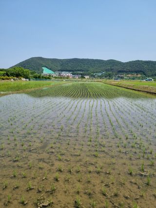 곰새끼님의 벼 · 영농일지 작성글 사진