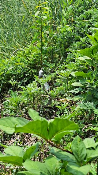 조연만님의 기타작물 · 영농일지 작성글 사진