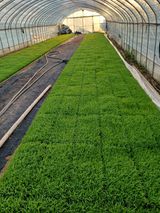 팜모닝 벼·영농일지 게시글 이미지