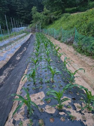 임대운님의 기타작물 · 영농일지 작성글 사진