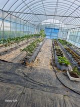 팜모닝 고추·영농일지 게시글 이미지