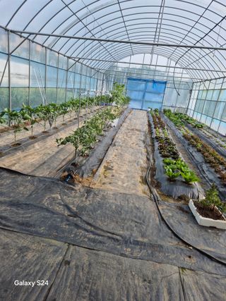 한양희님의 고추 · 영농일지 작성글 사진