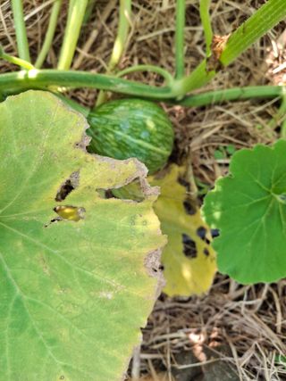 비금나루님의 호박 · 영농일지 작성글 사진