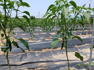 최남옥님의 기타작물 · 영농일지 작성글 사진