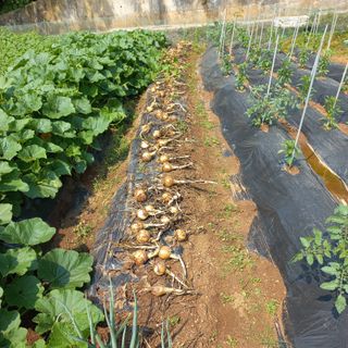 김건우님의 기타작물 · 영농일지 작성글 사진