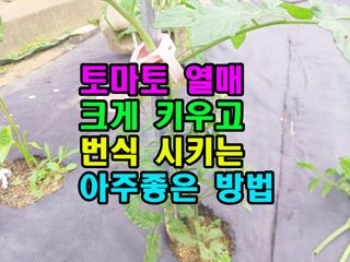 꿈꾸는텃밭님의 기타작물 · 영농일지 작성글 사진