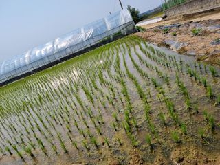 곰새끼님의 벼 · 영농일지 작성글 사진