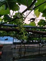 팜모닝 포도·영농일지 게시글 이미지