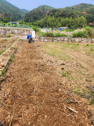 유정근님의 옥수수 · 영농일지 작성글 사진