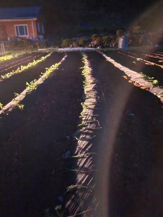 유정근님의 옥수수 · 영농일지 작성글 사진