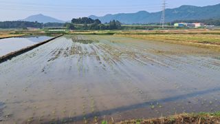 장원팜님의 벼 · 영농일지 작성글 사진