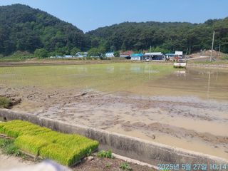 황대헌님의 벼 · 영농일지 작성글 사진