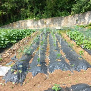 김건우님의 기타작물 · 영농일지 작성글 사진