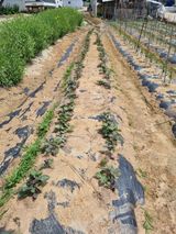 팜모닝 벼·영농일지 게시글 이미지