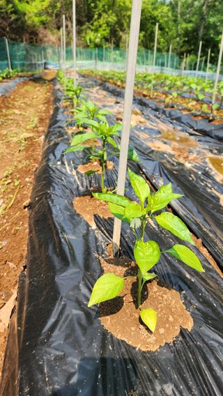 두아들아빠님의 고추 · 영농일지 작성글 사진