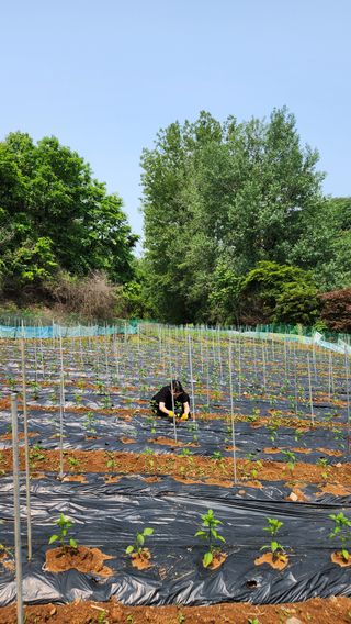 두아들아빠님의 고추 · 영농일지 작성글 사진