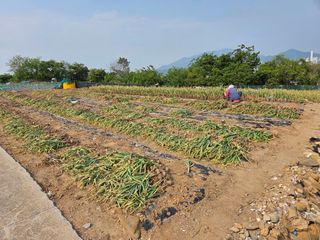 연막인님의 마늘 · 영농일지 작성글 사진