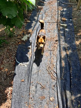 은화주농원맥반석포도님의 포도 · 영농일지 작성글 사진