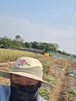 연막인님의 마늘 · 영농일지 작성글 사진