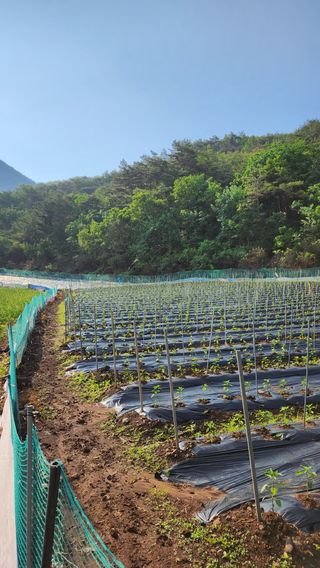 두아들아빠님의 고추 · 영농일지 작성글 사진