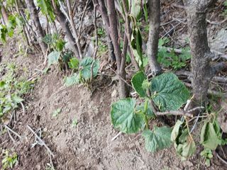 옥수수7772님의 오이 · 영농일지 작성글 사진