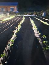 팜모닝 옥수수·영농일지 게시글 이미지