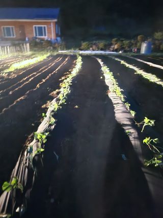 유정근님의 옥수수 · 영농일지 작성글 사진