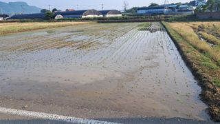 장원팜님의 벼 · 영농일지 작성글 사진