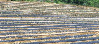 성산리농장(흑염소)님의 고구마 · 영농일지 작성글 사진