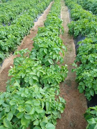 최남옥님의 기타작물 · 영농일지 작성글 사진