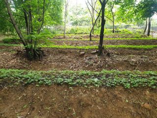 홍순길님의 기타작물 · 영농일지 작성글 사진