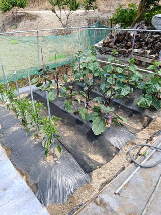 고구마20973님의 기타작물 · 영농일지 작성글 사진