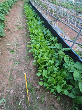 박정원님의 참깨 · 자유게시판 작성글 사진