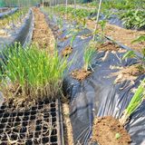 팜모닝 파·영농일지 게시글 이미지