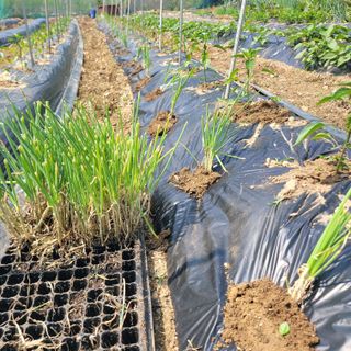 이의도님의 파 · 영농일지 작성글 사진