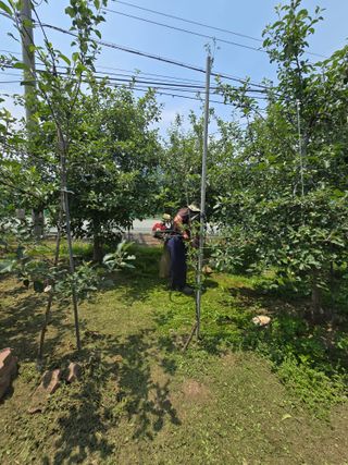 최동구님의 사과 · 영농일지 작성글 사진