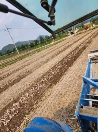 박종권님의 마늘 · 영농일지 작성글 사진