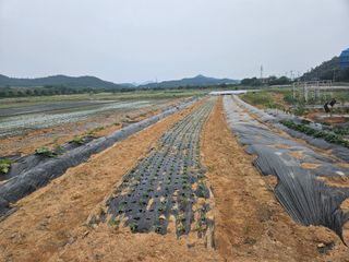 보리수치유농장님의 기타작물 · 영농일지 작성글 사진