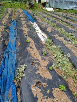 감20280님의 참깨 · 영농일지 작성글 사진