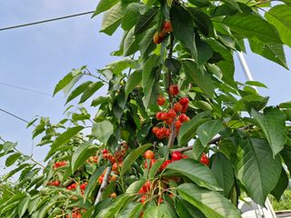 김훈철님의 기타작물 · 영농일지 작성글 사진