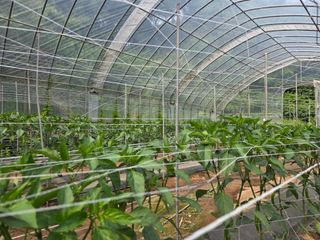 멋진동네님의 고추 · 영농일지 작성글 사진