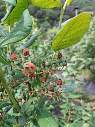 황인근님의 블루베리 · 영농일지 작성글 사진