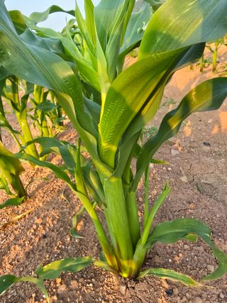 박정원님의 참깨 · 자유게시판 작성글 사진