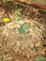 팜모닝 기타작물·영농일지 게시글 이미지