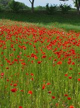 팜모닝 기타작물·영농일지 게시글 이미지