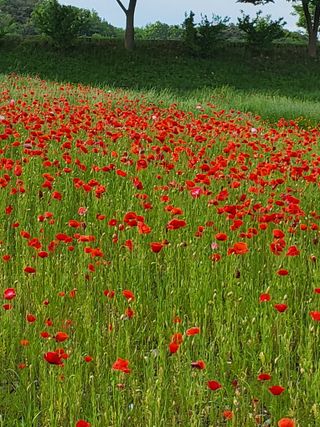 남면조재관님의 기타작물 · 영농일지 작성글 사진