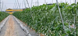 정양면 님의 고추 · 영농일지 작성글 사진