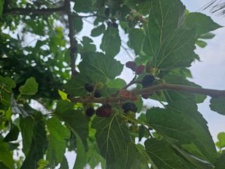 보리수치유농장님의 기타작물 · 영농일지 작성글 사진