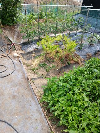 고구마20973님의 기타작물 · 영농일지 작성글 사진