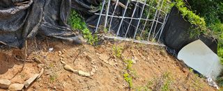 김윤오님의 두릅 · 영농일지 작성글 사진